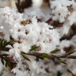 Styphelia attenuata at Farrer, ACT - 17 Aug 2022