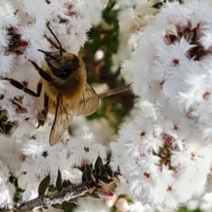 Apis mellifera at Farrer, ACT - 17 Aug 2022