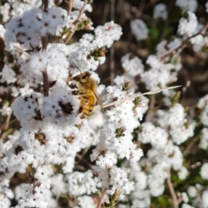 Apis mellifera at Farrer, ACT - 17 Aug 2022