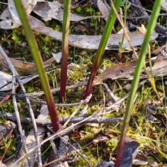 Thelymitra sp. (A Sun Orchid) at Farrer Ridge - 17 Aug 2022 by Mike