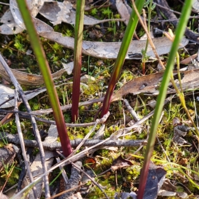 Thelymitra (genus) (sun orchids) at Farrer, ACT - 17 Aug 2022 by Mike
