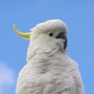 Cacatua galerita at Kambah, ACT - 15 Aug 2022 07:25 AM