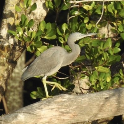 Egretta sacra (Eastern Reef Egret) at Oak Beach, QLD - 13 Aug 2022 by GlossyGal