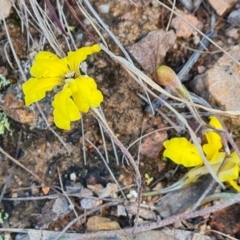 Goodenia hederacea (Ivy Goodenia) at Farrer, ACT - 17 Aug 2022 by Mike