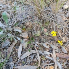 Goodenia hederacea at Farrer, ACT - 17 Aug 2022