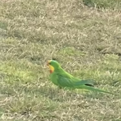 Polytelis swainsonii (Superb Parrot) at Australian National University - 17 Aug 2022 by W