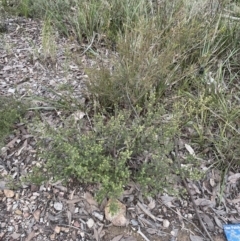 Dillwynia phylicoides (A Parrot-pea) at Aranda Bushland - 17 Aug 2022 by lbradley