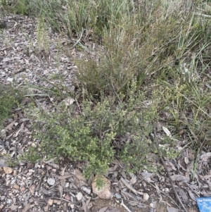 Dillwynia phylicoides at Aranda, ACT - 17 Aug 2022