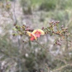 Dillwynia phylicoides at Aranda, ACT - 17 Aug 2022 05:08 PM