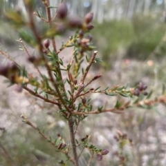 Dillwynia phylicoides at Aranda, ACT - 17 Aug 2022