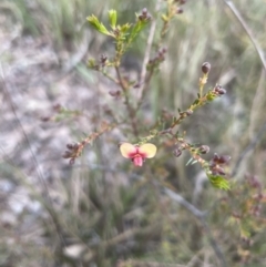 Dillwynia phylicoides at Aranda, ACT - 17 Aug 2022 05:08 PM