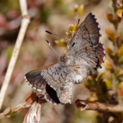 Paralucia spinifera (Bathurst or Purple Copper Butterfly) at suppressed - 17 Aug 2022 by DPRees125