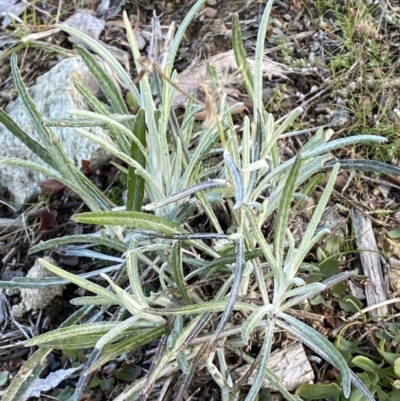 Senecio quadridentatus (Cotton Fireweed) at Googong, NSW - 17 Aug 2022 by SteveBorkowskis