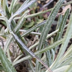 Senecio quadridentatus at Googong, NSW - 17 Aug 2022 03:58 PM