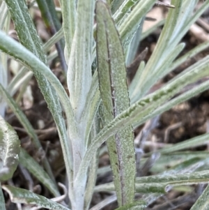 Senecio quadridentatus at Googong, NSW - 17 Aug 2022 03:58 PM