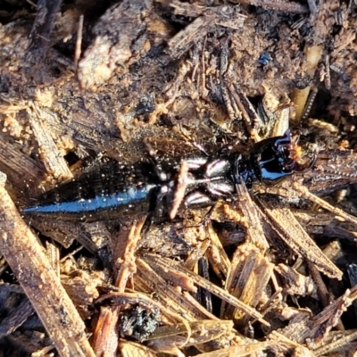 Staphylinidae (family) (Rove beetle) at Budjan Galindji (Franklin Grassland) Reserve - 17 Aug 2022 by trevorpreston