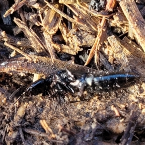 Staphylinidae (family) at Harrison, ACT - 17 Aug 2022 03:35 PM