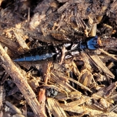 Staphylinidae (family) at Harrison, ACT - 17 Aug 2022 03:35 PM