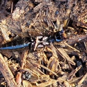 Staphylinidae (family) at Harrison, ACT - 17 Aug 2022 03:35 PM