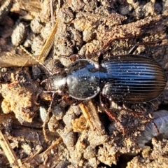 Sarticus sp. (genus) (Predatory ground beetle) at Harrison, ACT - 17 Aug 2022 by trevorpreston