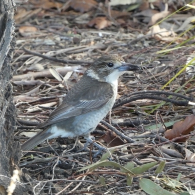 Cracticus torquatus (Grey Butcherbird) at Googong, NSW - 17 Aug 2022 by Steve_Bok