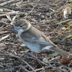 Cracticus torquatus at Googong, NSW - 17 Aug 2022