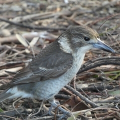 Cracticus torquatus at Googong, NSW - 17 Aug 2022