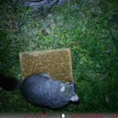 Trichosurus vulpecula (Common Brushtail Possum) at Australian National University - 9 Aug 2022 by dankallenborn