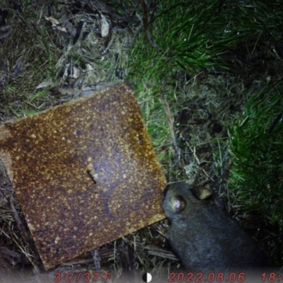 Trichosurus vulpecula (Common Brushtail Possum) at Acton, ACT - 6 Aug 2022 by rubyrainbird