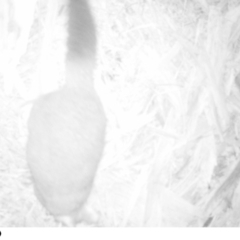 Trichosurus vulpecula (Common Brushtail Possum) at Acton, ACT - 7 Aug 2022 by ryanhor