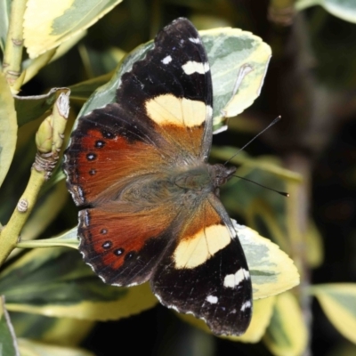 Vanessa itea (Yellow Admiral) at Evatt, ACT - 17 Aug 2022 by TimL