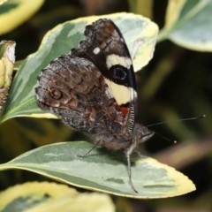 Vanessa itea at Evatt, ACT - 17 Aug 2022 02:33 PM