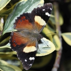 Vanessa itea at Evatt, ACT - 17 Aug 2022 02:33 PM