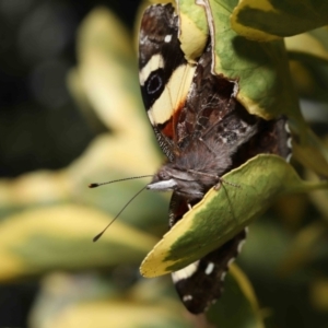 Vanessa itea at Evatt, ACT - 17 Aug 2022 02:33 PM