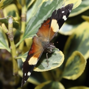 Vanessa itea at Evatt, ACT - 17 Aug 2022 02:33 PM