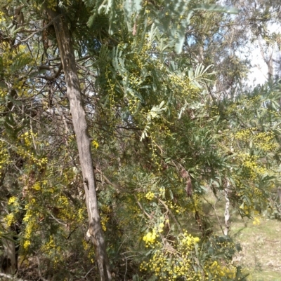 Acacia baileyana x Acacia dealbata (Cootamundra Wattle x Silver Wattle (Hybrid)) at Watson, ACT - 15 Aug 2022 by abread111