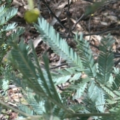 Acacia baileyana x Acacia dealbata at Watson, ACT - 15 Aug 2022