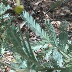 Acacia baileyana x Acacia dealbata at Watson, ACT - 15 Aug 2022