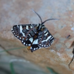 Apina callisto at Gundaroo, NSW - 5 Apr 2021