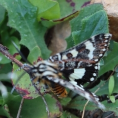 Apina callisto at Gundaroo, NSW - 5 Apr 2021