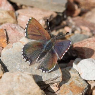 Paralucia spinifera (Bathurst or Purple Copper Butterfly) at suppressed - 17 Aug 2022 by RAllen