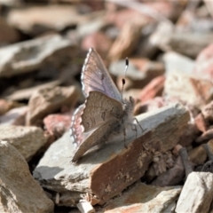 Paralucia spinifera (Bathurst or Purple Copper Butterfly) at Booth, ACT - 17 Aug 2022 by RAllen