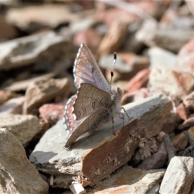 Paralucia spinifera (Bathurst or Purple Copper Butterfly) at Booth, ACT - 17 Aug 2022 by RAllen