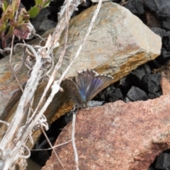 Paralucia crosbyi (Violet Copper Butterfly) by RAllen