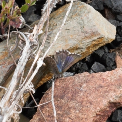 Paralucia crosbyi (Violet Copper Butterfly) at Booth, ACT - 17 Aug 2022 by RAllen