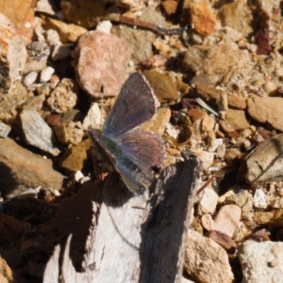 Paralucia spinifera (Bathurst or Purple Copper Butterfly) at suppressed - 17 Aug 2022 by RAllen
