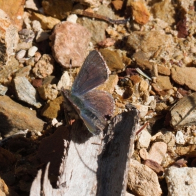 Paralucia crosbyi (Violet Copper Butterfly) by RAllen
