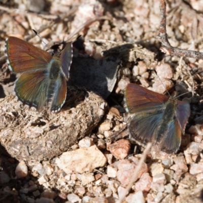 Paralucia crosbyi (Violet Copper Butterfly) by RAllen