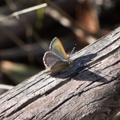 Paralucia spinifera (Bathurst or Purple Copper Butterfly) at Booth, ACT - 17 Aug 2022 by RAllen