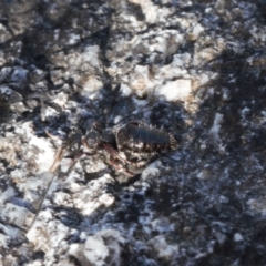 Mutillidae (family) (Unidentified Mutillid wasp or velvet ant) at Rendezvous Creek, ACT - 17 Aug 2022 by RAllen